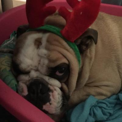 I am owned by one and a half Bulldogs , Barney is an Edward Foundation dog and Daisy is a Bulldog cross..