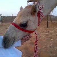 ♥l̠ı̴[̶̮• b̠d̠w̠℮yɑ  (@k3bia_7) Twitter profile photo