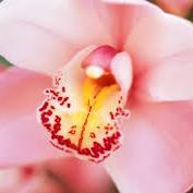 We must walk consciously only part way toward our goal, and then leap in the dark to our success.- Henry David Thoreau