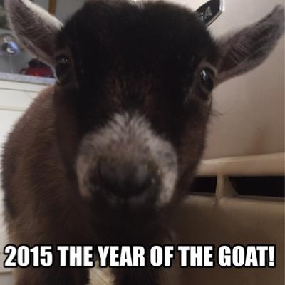 The official Benjamin the Pygmy Goat! I'm a little boy who you're all bleating, I mean tweeting about!