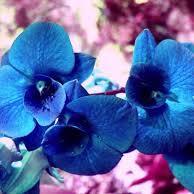 Life is a Book of Riddles, with the Real Lessons Writ Small in its Margins.- Jonathan Lockwood Huie