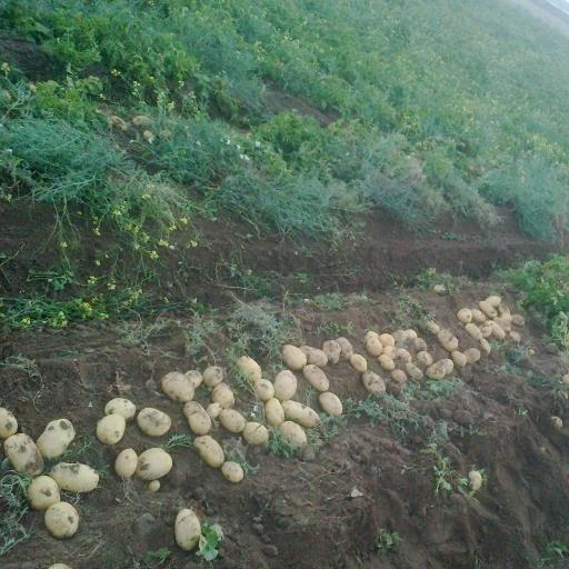ESES / GRÜ-Tarih Öğr.