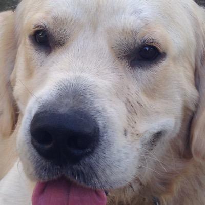 Alfdesiderio's profile picture. 