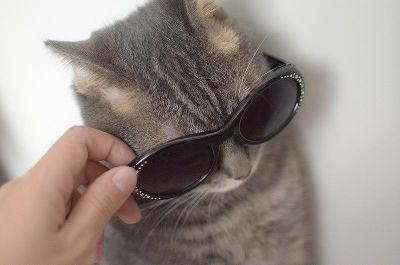 nyanchuuuu8's profile picture. 見る用