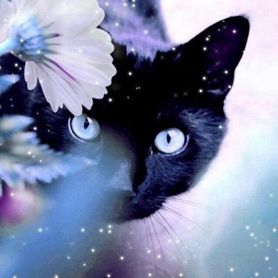 バイク/Ninja 猫