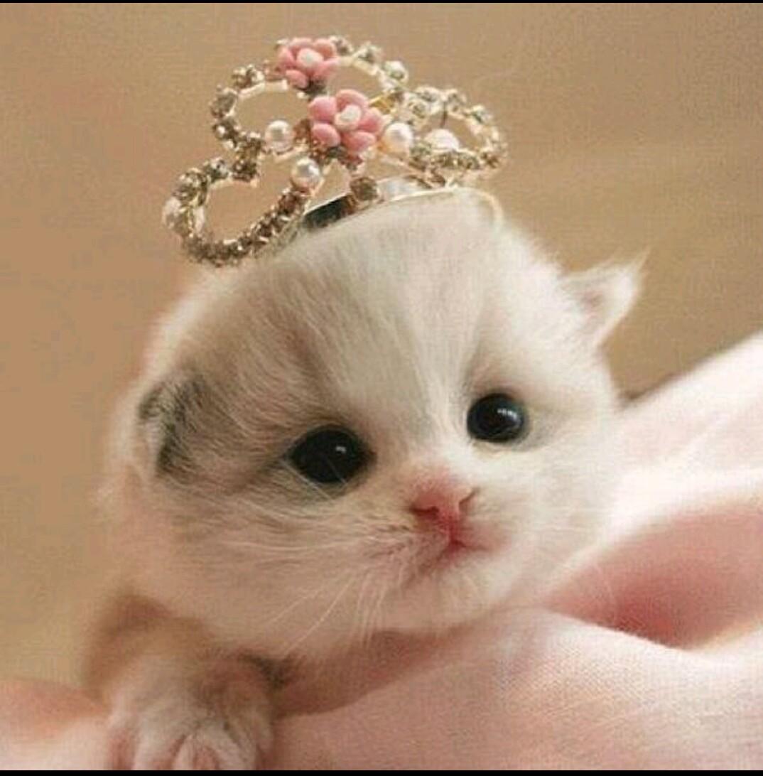 meshmeshakw's profile picture. Civil Engineer graduated from Kuwait University 🎓 الحمدلله