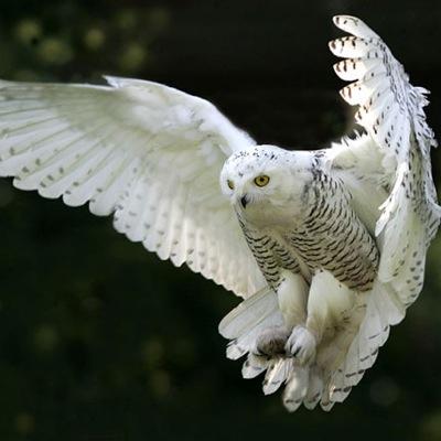 chouetgad9's profile picture. 