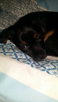 EvoliFan's profile picture. 