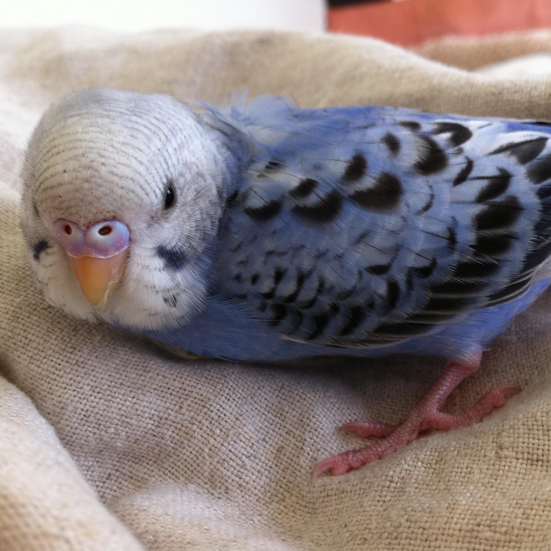 gstmAjun's profile picture. 2012/10に弘前市にて迷子になったセキセイ『あお』は、2014/10に再迷子で保護され再会を果たせました。そして2017/08旅立っていきました！多くのサポートで再び一緒に暮らす時間を与えてもらえたことに感謝しています。あおの迷子記録などはブログをご覧くださいね。