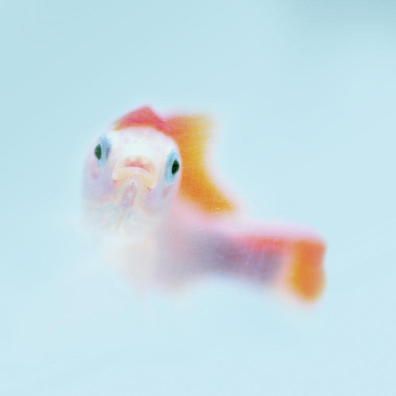 tiseguiro's profile picture. La nascita inattesa di un figlio con la sindrome di Down, raccontata dal padre. Il libro di Dario Fani per @salanieditore