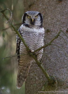 MadsPaaboel's profile picture. 