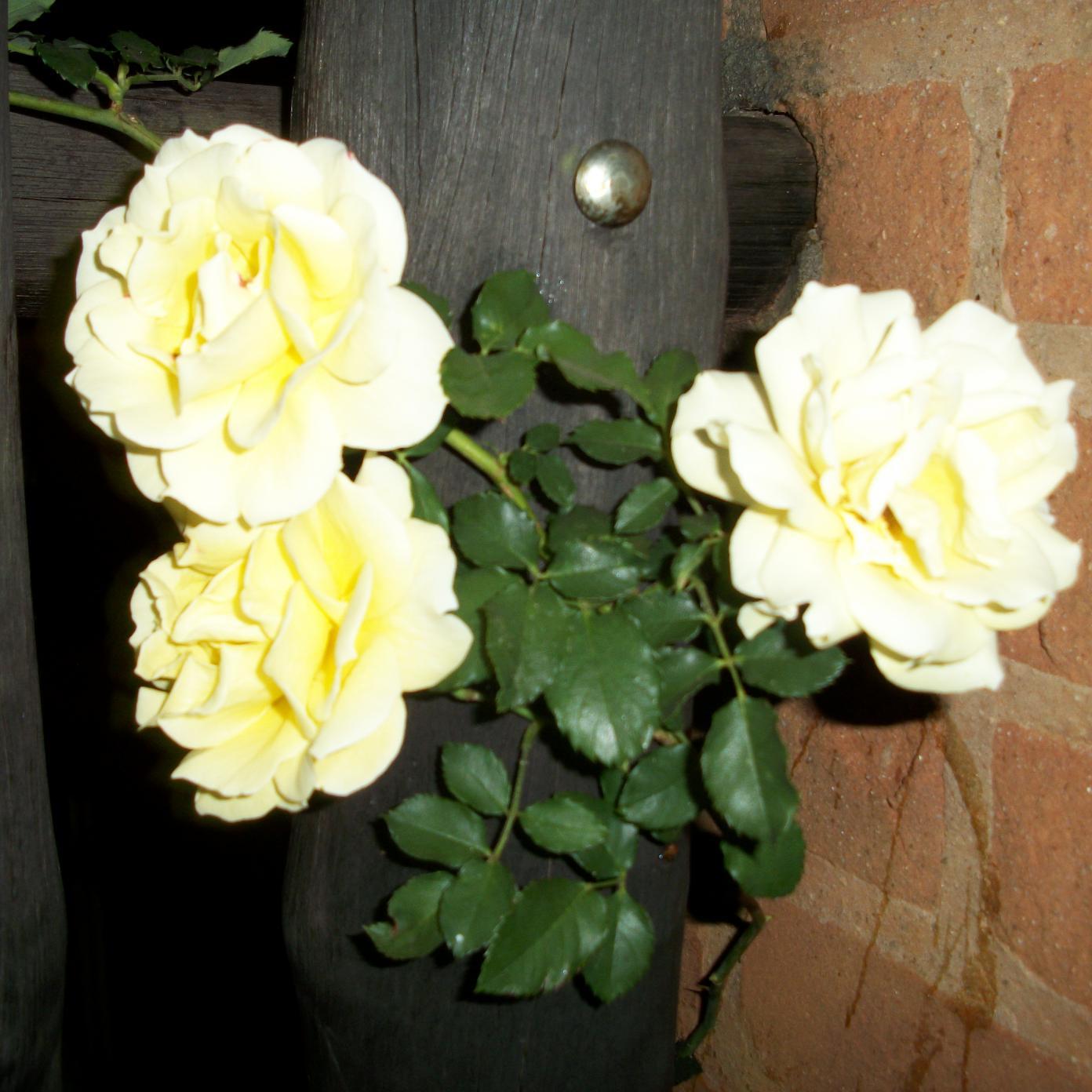 elenagirioli's profile picture. 