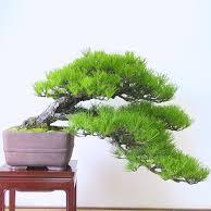 色々な情報を入れるために始めました。お会いしたことのない方をフォローさせて頂いてもいいですか？47歳。競馬・盆栽好き。