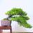 ando_tamo's profile image