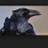 korpensa's profile image