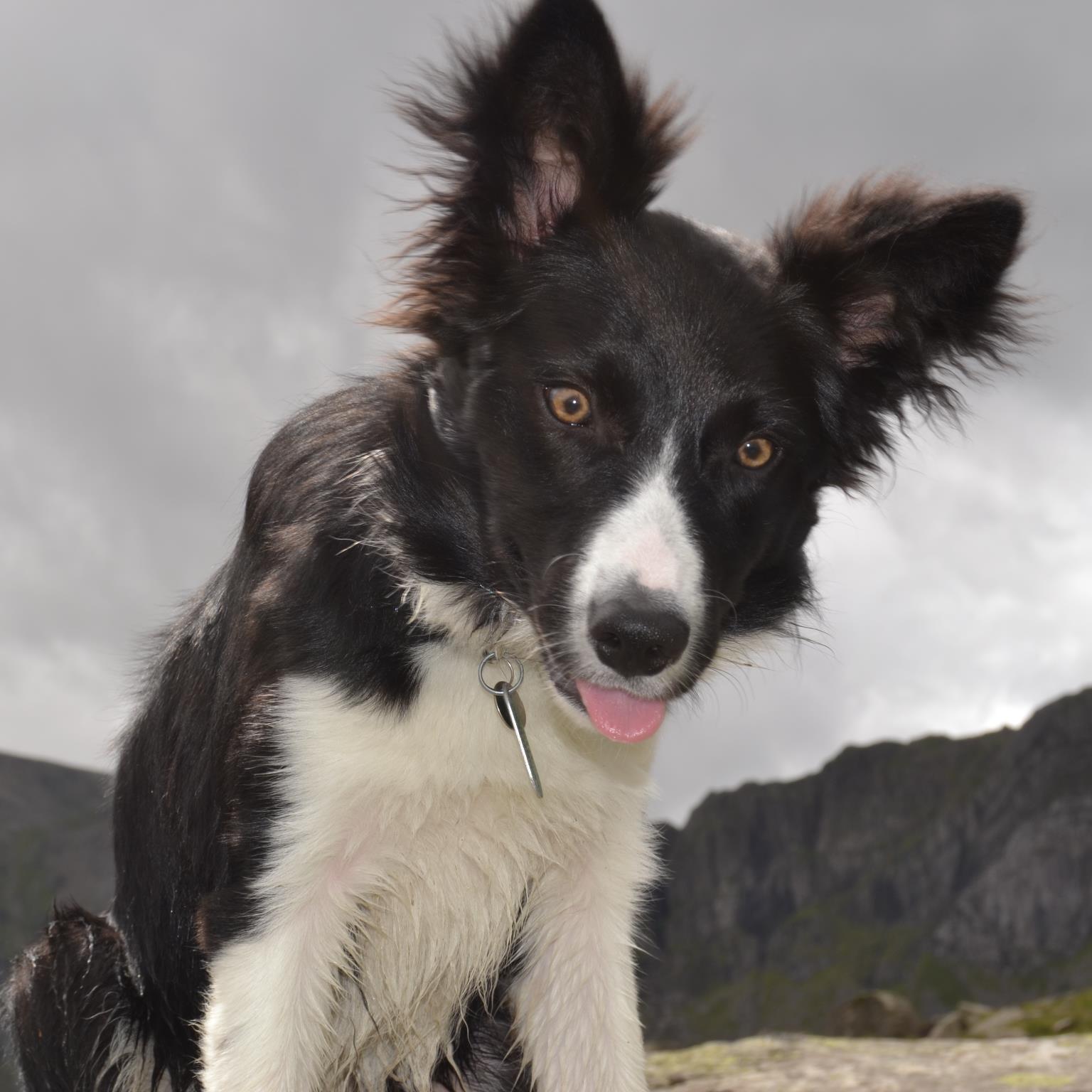 This is the twitter page of wee Jim, who loves mountains, loves water, and loves his landrover