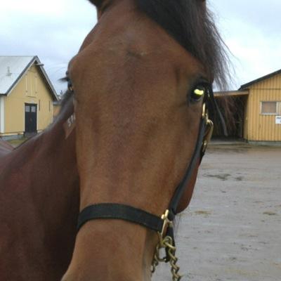 ogge2007's profile picture. 