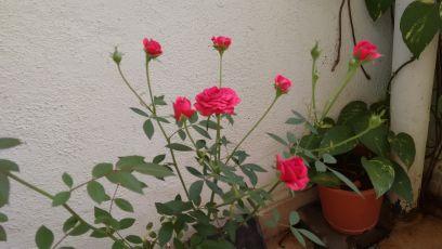 mallikajamy's profile picture. wanna live life queen size