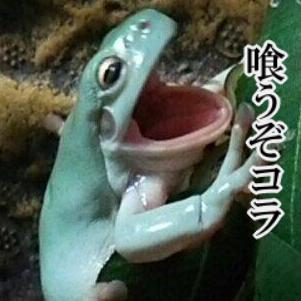 カエル🐸が大好きな変人。
週1くらいで絵も描きます。
カエルに近付きたくて昆虫食始めました。
コオロギはフタホシ派🦗