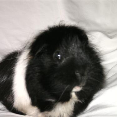 AhmedMBedir's profile picture. 