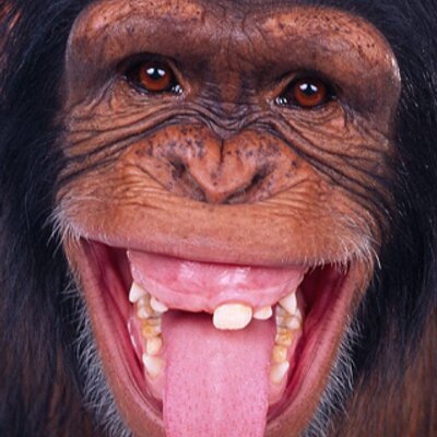 monkeylab's profile image