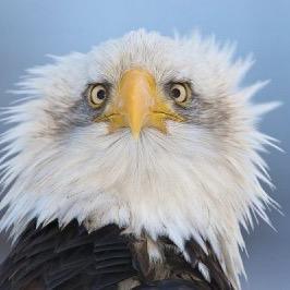 warpdeagle Profile Picture