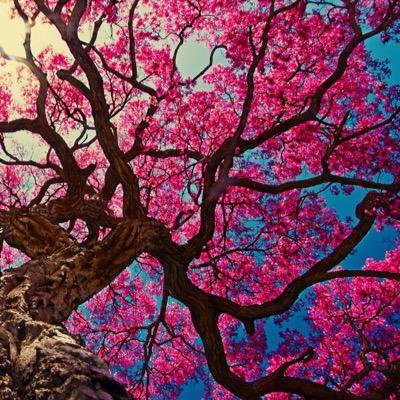 AloneDyingx's profile picture. •Fighting depression, anxiety, eating disorder, ADHD and Anger issues•