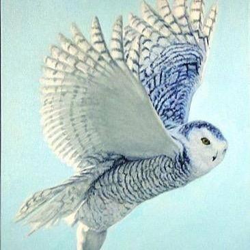 KrayyS's profile picture. i ride solo i am a competitive player and also i can trickshott and feed to