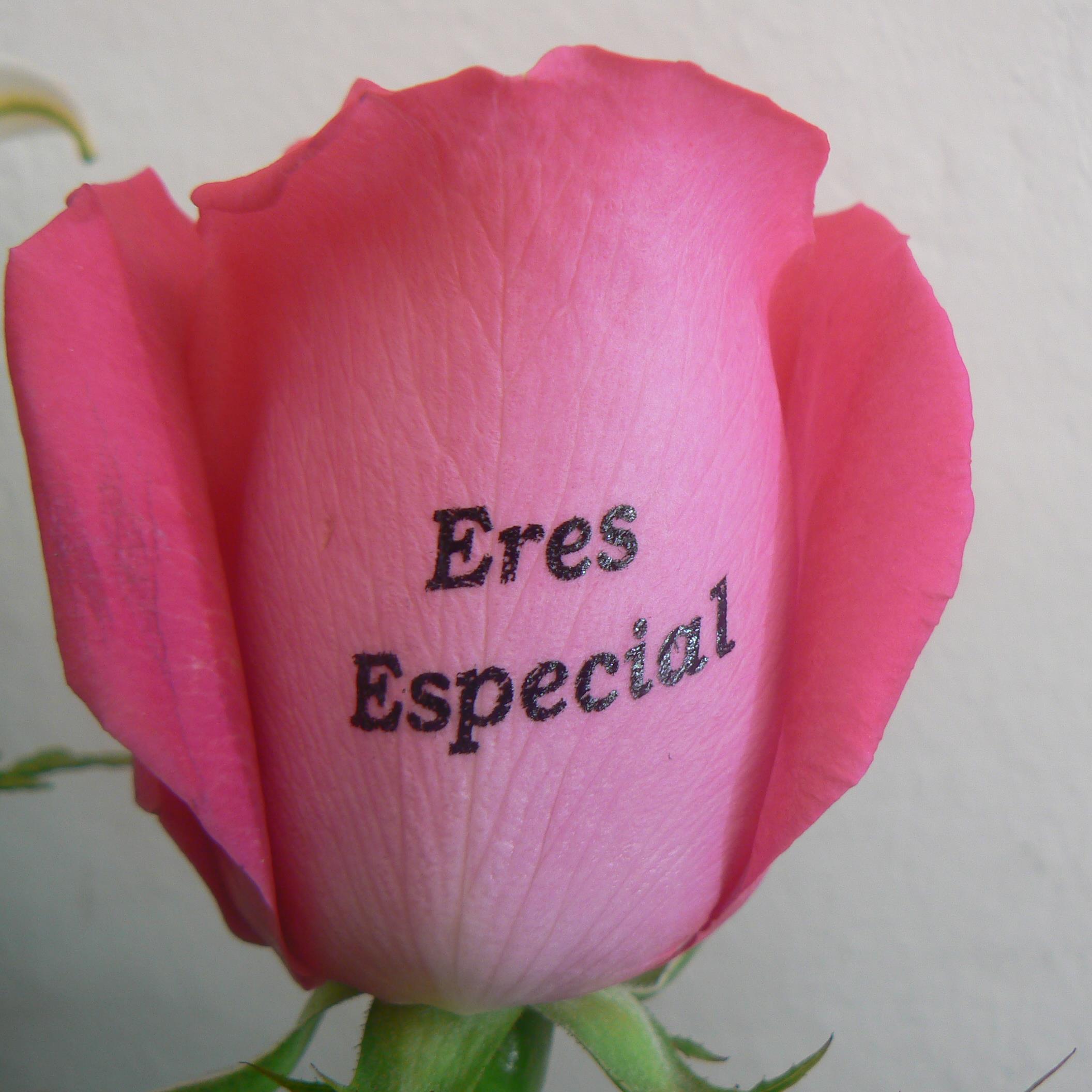 Floristeria Speaking Roses, única en RD que te permite personalizar tus rosas con mensajes, imágenes, o logos. T.809.621.0404.  #rosasquehablan