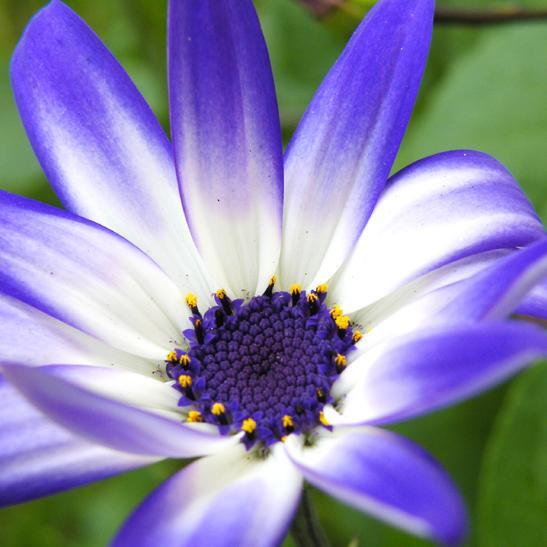 balconpotager's profile picture. 🌱 Conseils pour jardiniers citadins  

🌶️ Plantes, fleurs et légumes 
😎 DIY & inspiration  
🗓️ Calendrier du jardinier 
🔥 Compte géré par @shipasap