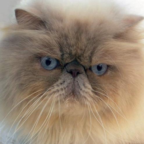 We are a very small mother and daughter run hobby breeding business, that concentrates on producing the best colourpoint persians and exotic shorthairs!