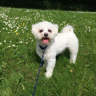 I'm a happy go lucky Bichon living in Manchester Great Britian, with my Mummy, Daddy and 3 brothers, all views are my own and nobody elses!!!