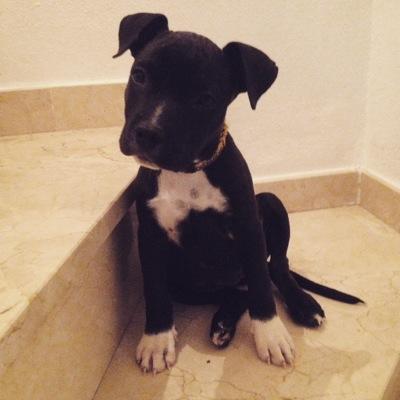 Whoever said diamonds were a girls best friend never owned a dog #lovestaffies

Instagram  @thedogblog.spain