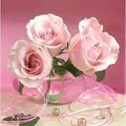 safikhanimajid's profile picture. 