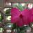 anu_prakash's profile image
