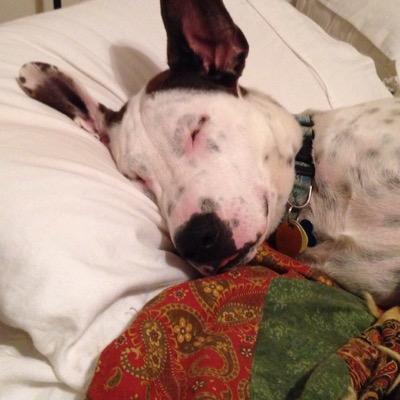 spotalbert's profile picture. 