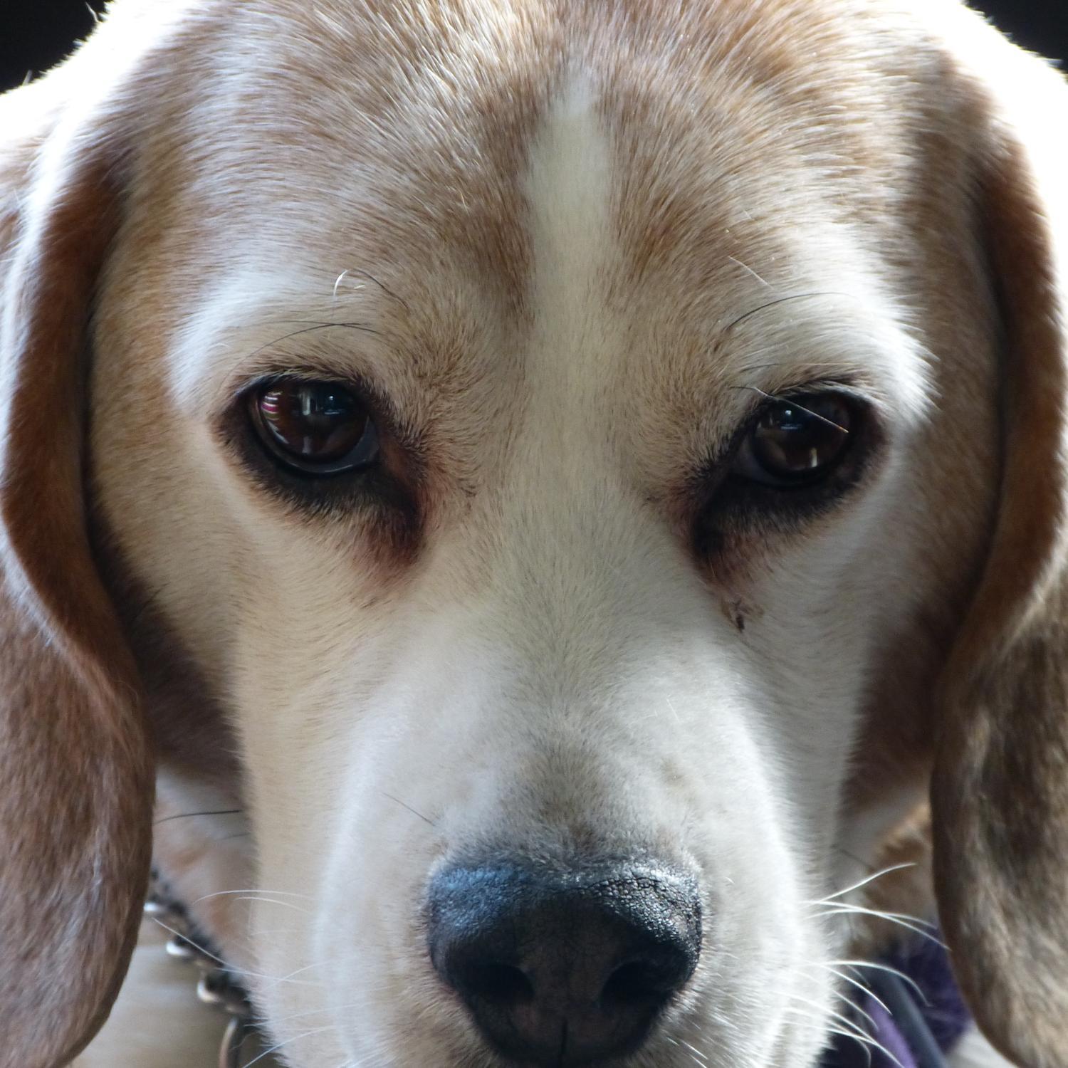 lizbeaglelady's profile picture. 