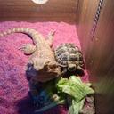 kari sweet - @kari_sweet2015 - Twitter