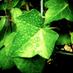 Indoor Garden Tips (@indoorgardentip) Twitter profile photo Indoor Garden Tips (@indoorgardentip) Twitter profile photo