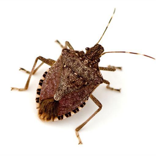 Anthropology, Mexico. I'm saying I'm an insect who dreamt he was a man and loved it, but now that dream is over and the insect is awake.