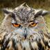 East Devon Watch (@eastdevonwatch) Twitter profile photo