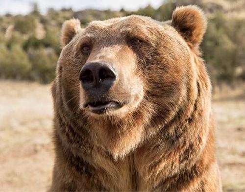 ElderGrizzly Profile Picture