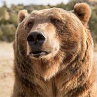 Elder Grizzly (@eldergrizzly) 's Twitter Profile Photo Elder Grizzly (@eldergrizzly) 's Twitter Profile Photo