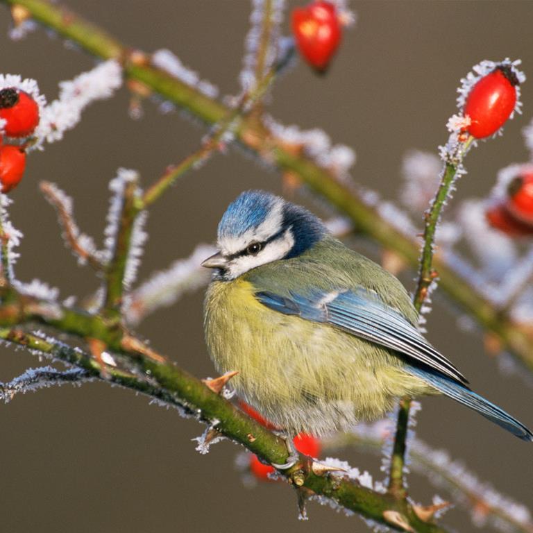 Dear Blue Bird  Dear The Earth  This is Long Love Letter  Thank you