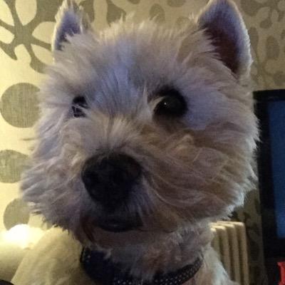 OscarTheWestie's profile picture. My name is Oscar & i am 10 years old. I love walking, sleeping, annoying the cat & playing. I hate being bathed!!