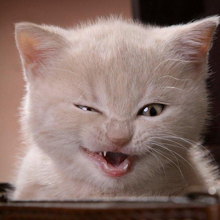 gulsumbodurr's profile picture. 