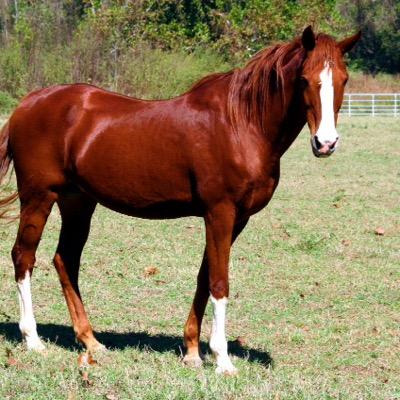 carlsonlauren7's profile picture. Countey girl and loves horses