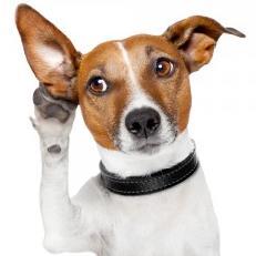 Dogs are interesting, funny, cute! :)
Follow us, Interesting photos,
Pictures, Facts...