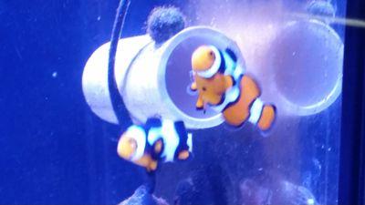 Fresh aquaculture coral, live and dead rock , aquarium services and design, and amazing sustainable corals.