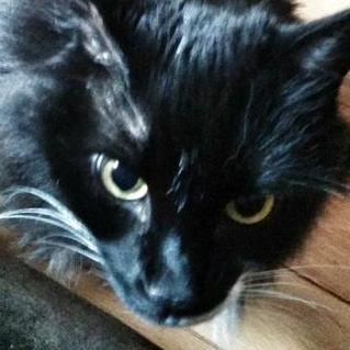 i'm @the_dvorkin's dead cat. feline thought leader. every time @the_dvorkin tweets, my missing testicles get electrocuted in heaven. Empathetic like dev/null.